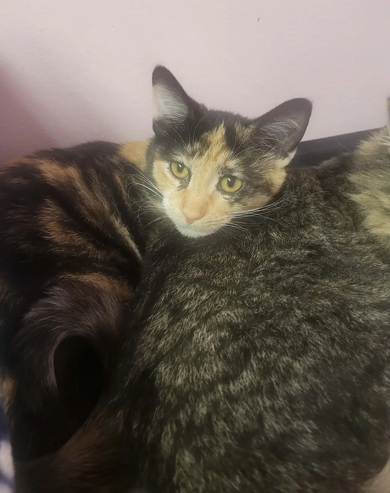 Audrey - Domestic Short Hair