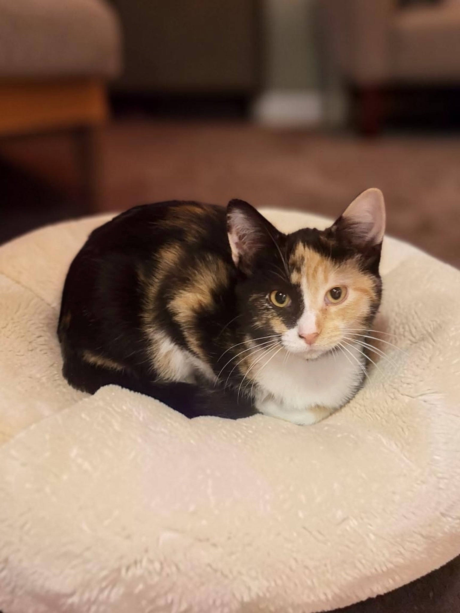 Aurora, Domestic Short Hair