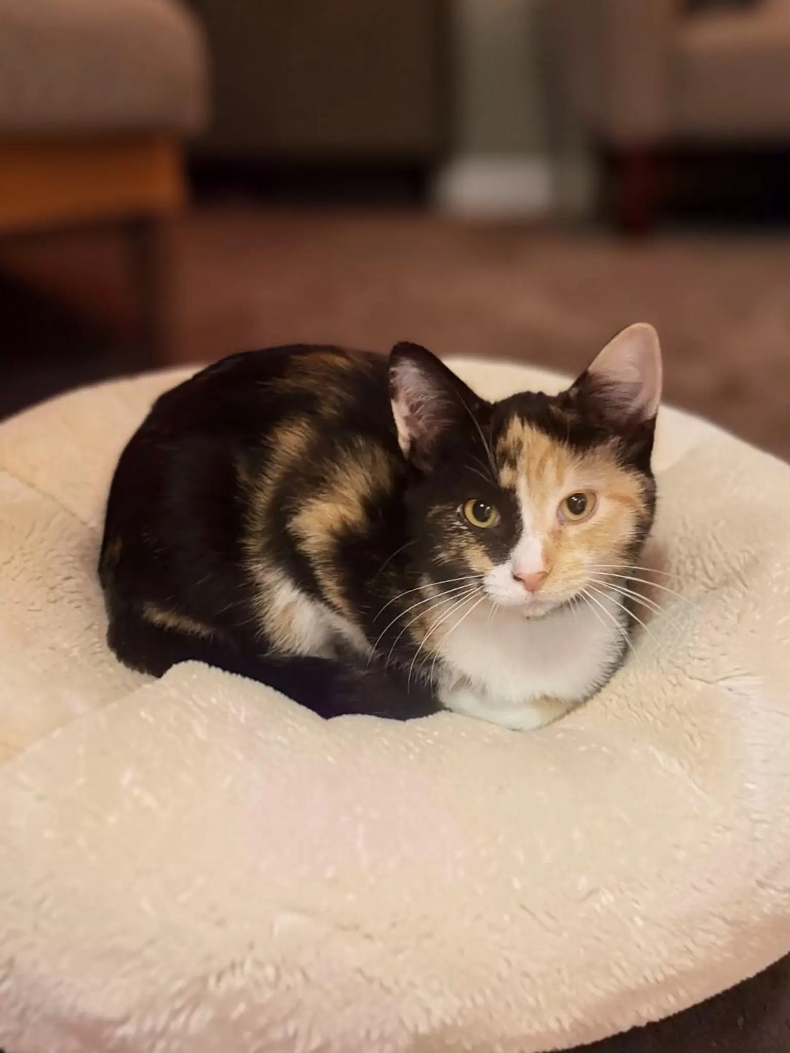 Aurora - Domestic Short Hair