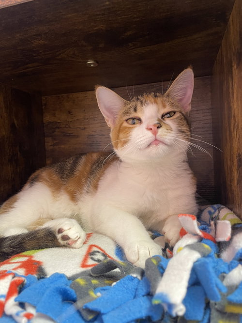 Hadley, a cat for adoption from Champaign Area Trap Spay Neuter and Adoption Program