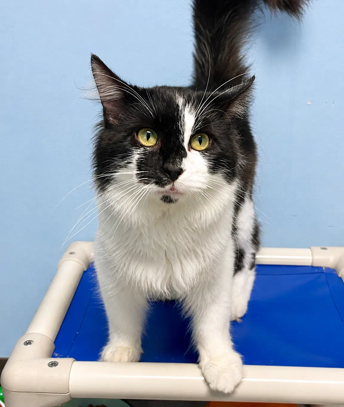 Bigfoot - Domestic Medium Hair
