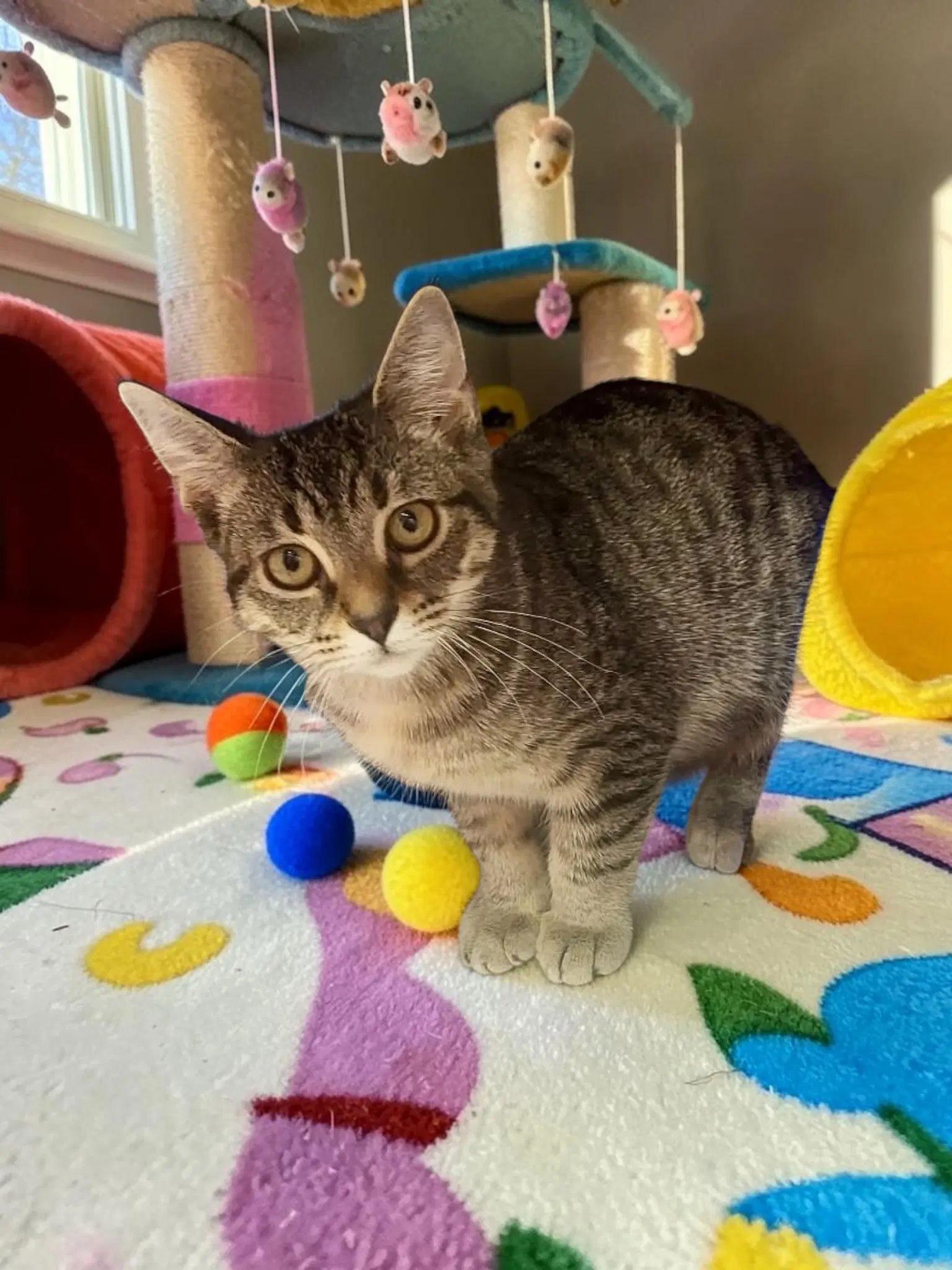 Arabella - Domestic Short Hair