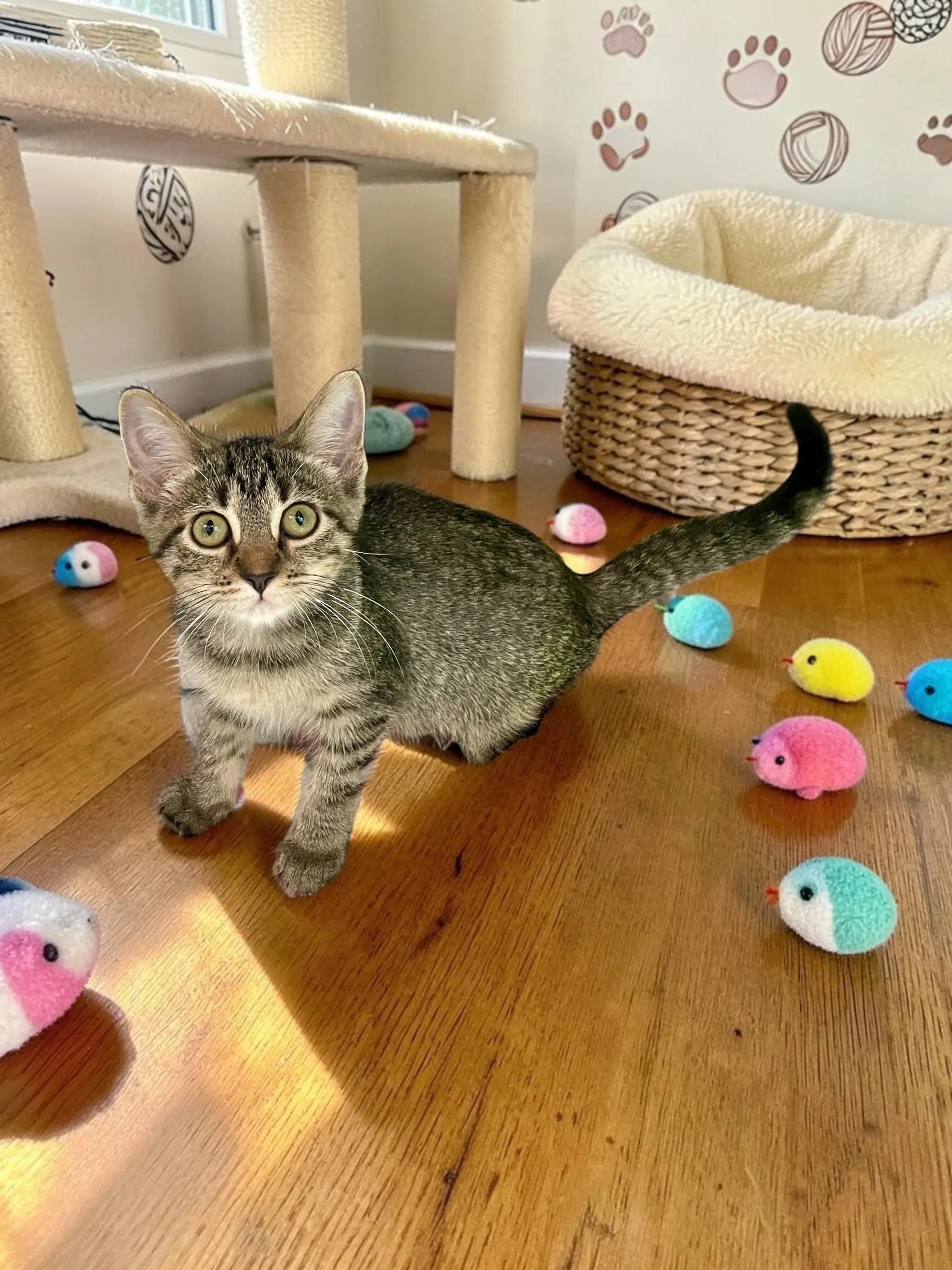 Skylar - Domestic Short Hair