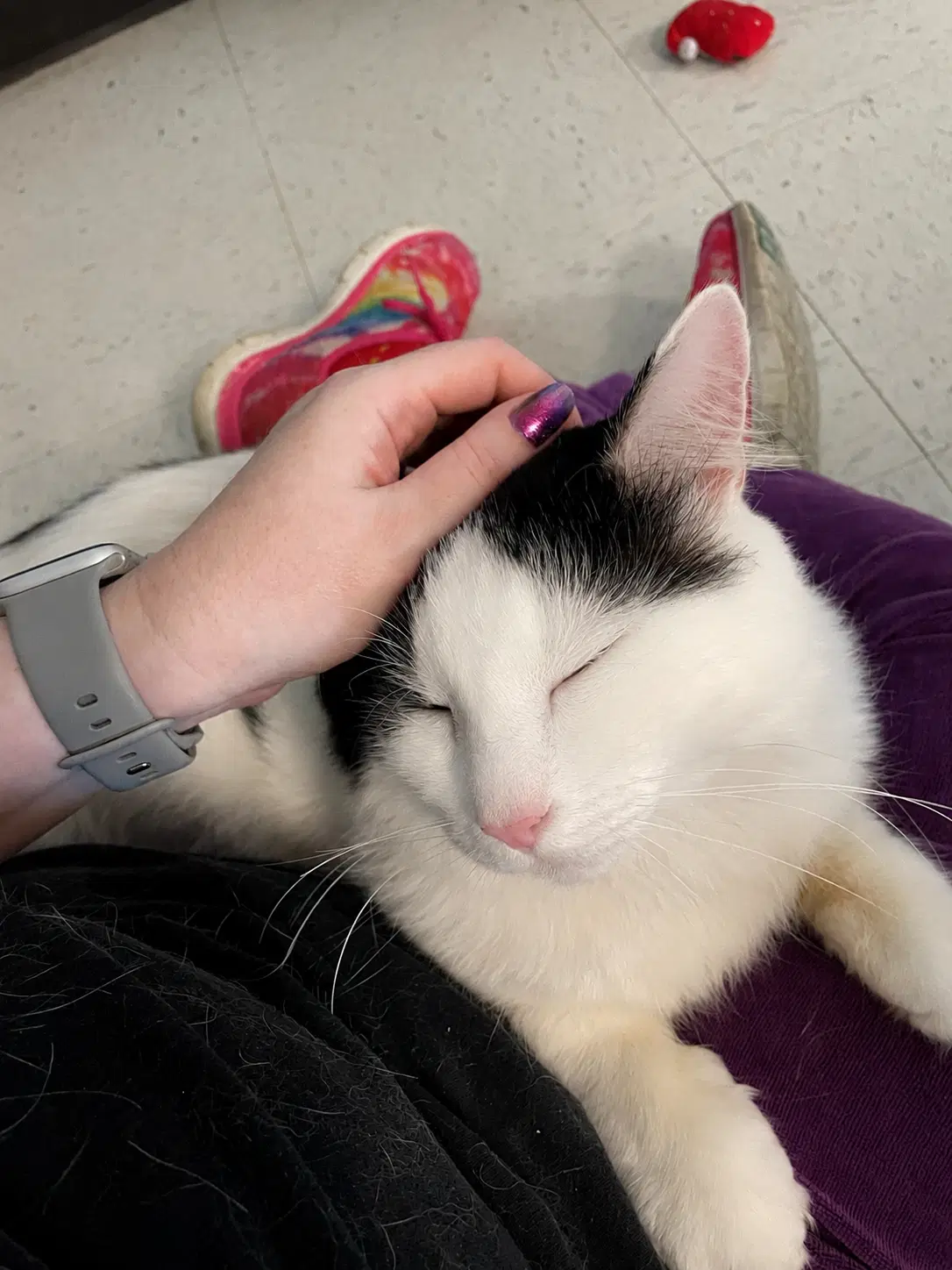 Norman - Domestic Medium Hair