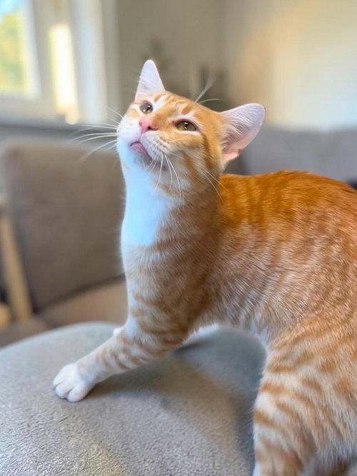 picture of the cat needing adoption