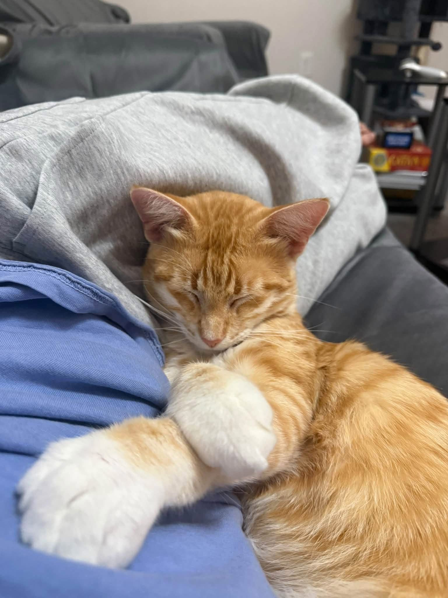 Rowan, Domestic Short Hair