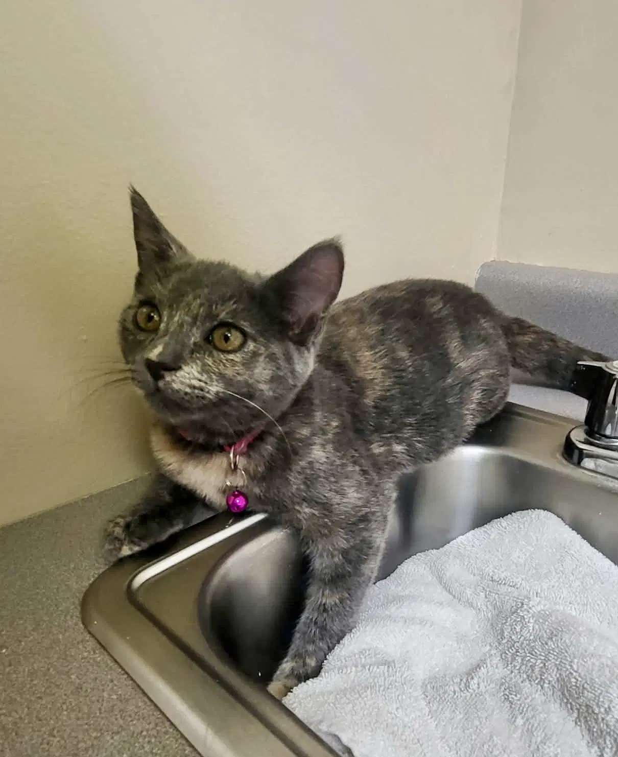 Ragamuffin - Domestic Short Hair