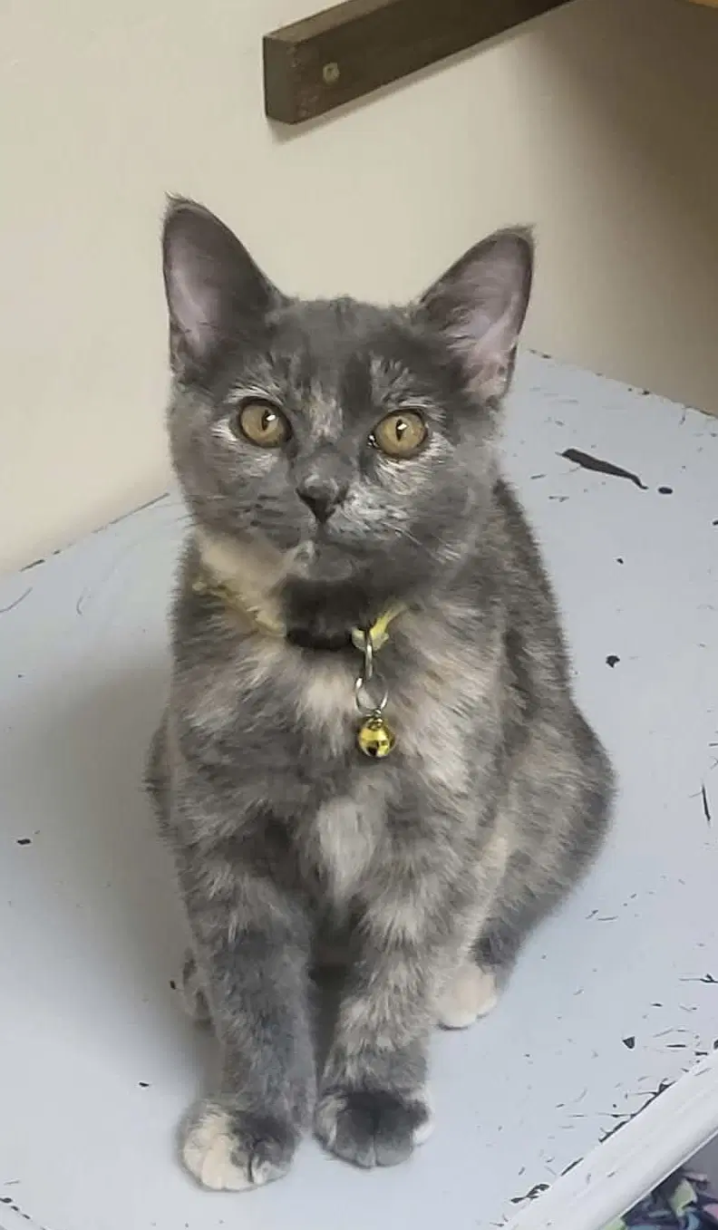 Raina - Domestic Short Hair