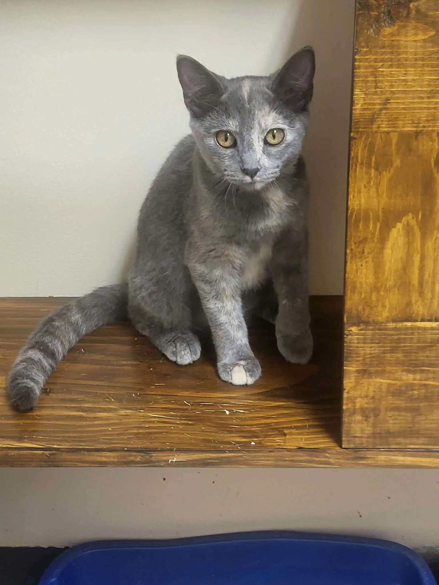 Rhea - Domestic Short Hair