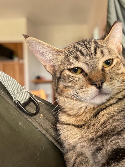 Iggy, a cat for adoption from Champaign Area Trap Spay Neuter and Adoption Program