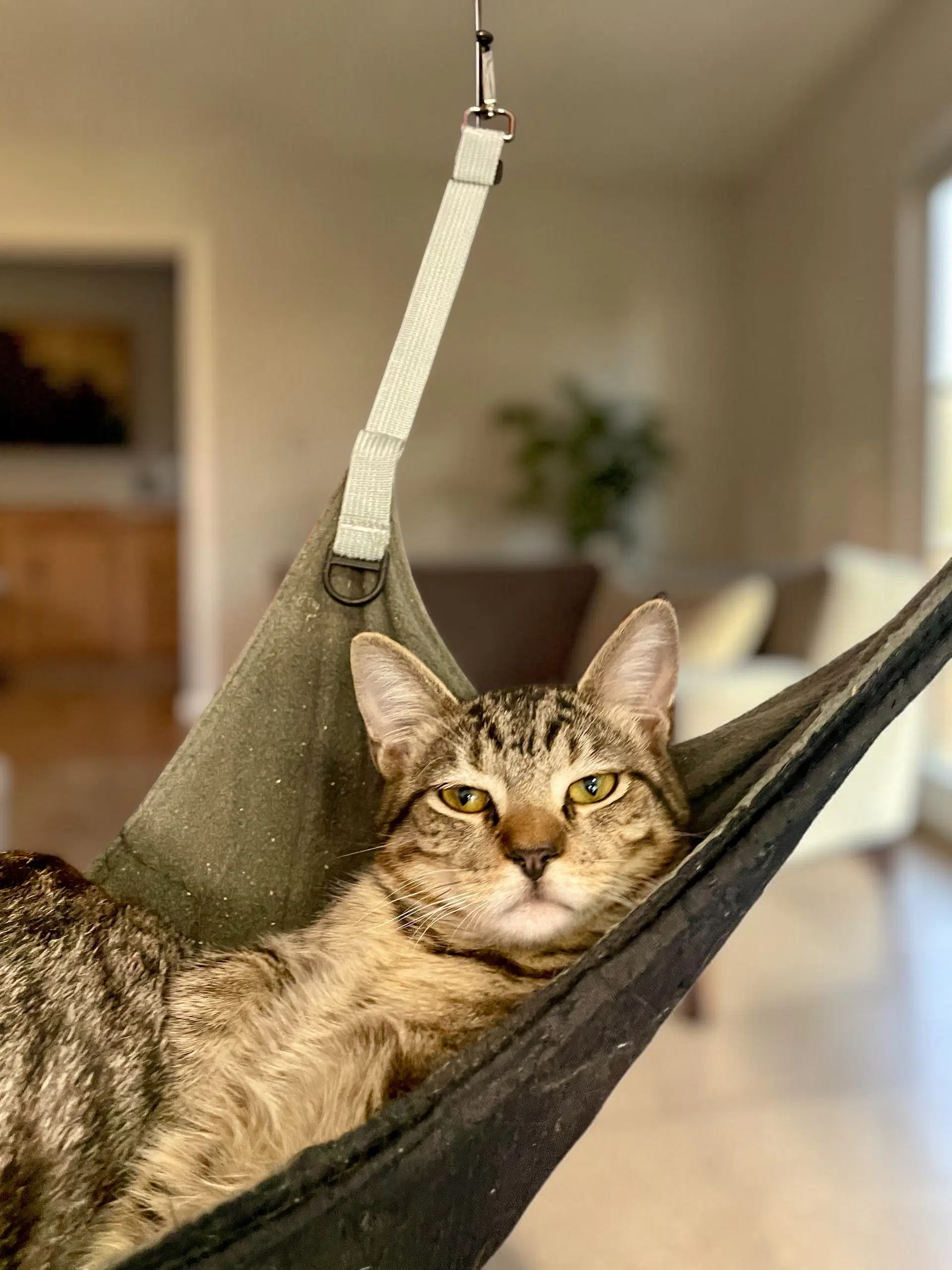 Indy - Domestic Short Hair