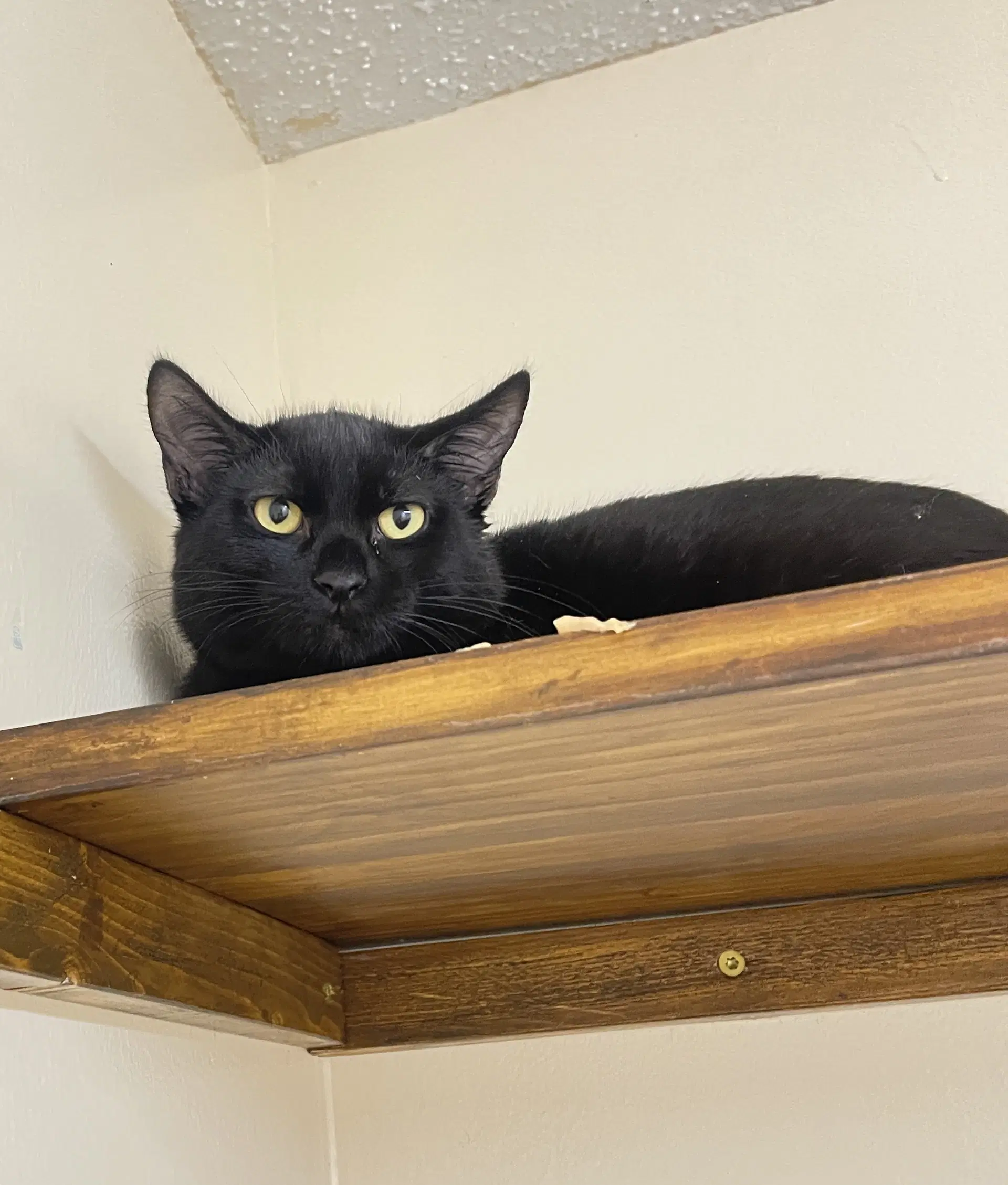 Griffin - Domestic Short Hair