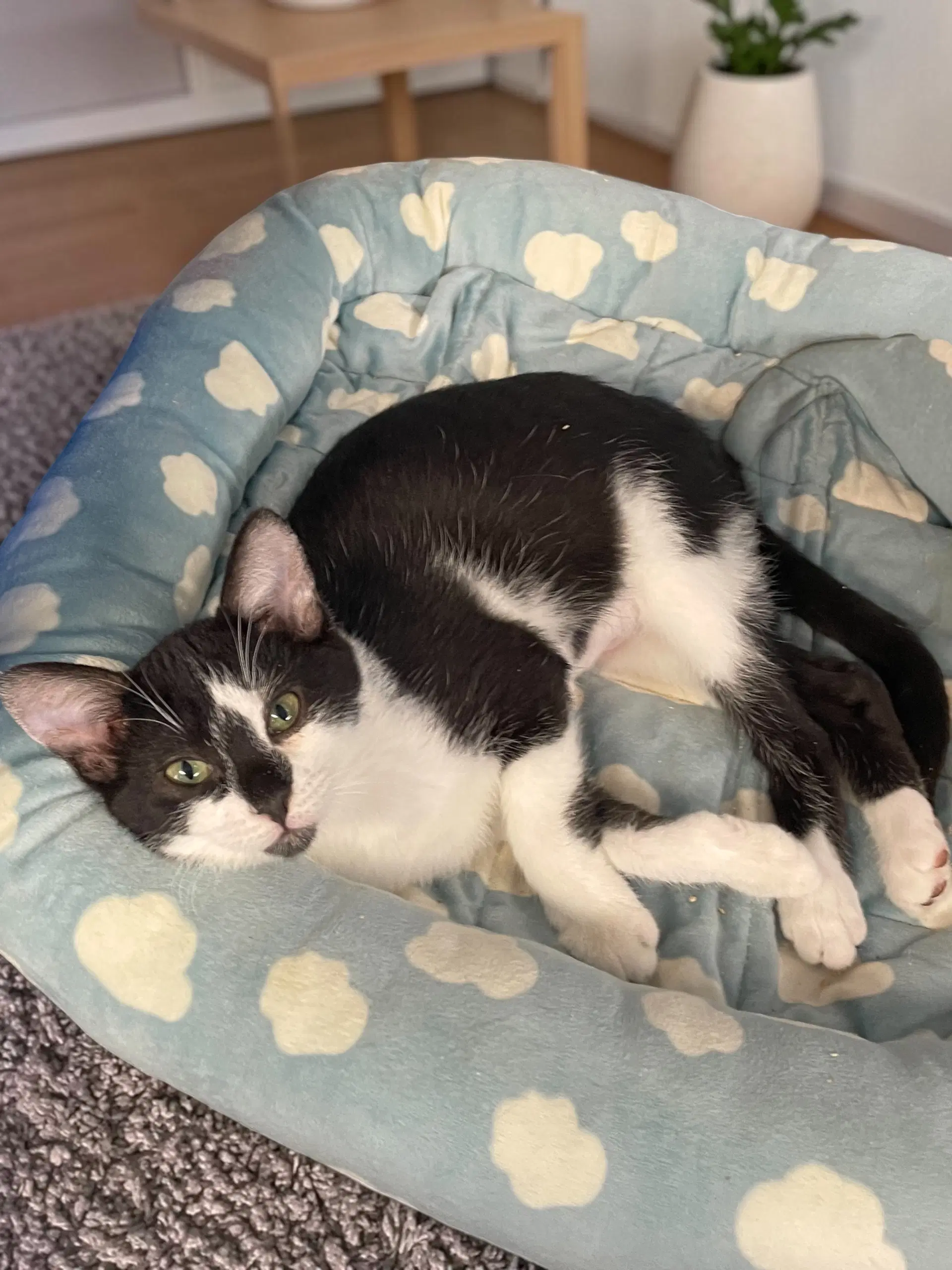 Ellie - Domestic Short Hair