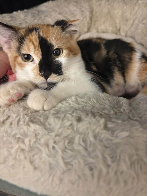 Elsie, a cat for adoption from Champaign Area Trap Spay Neuter and Adoption Program