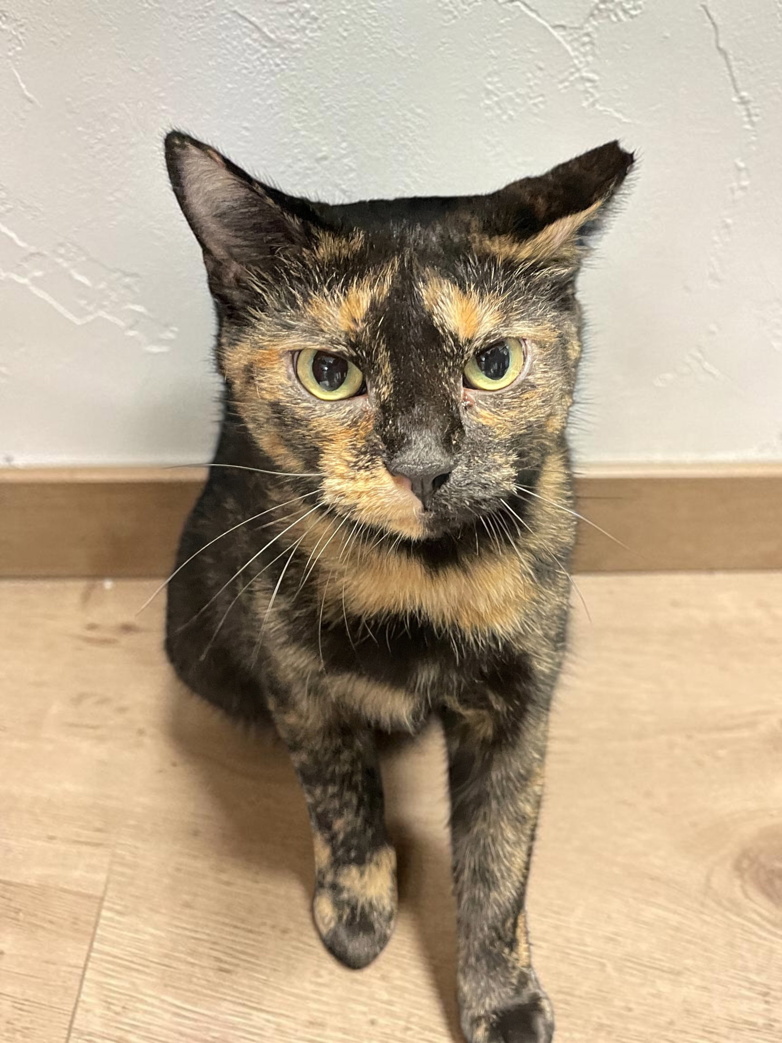 Bella