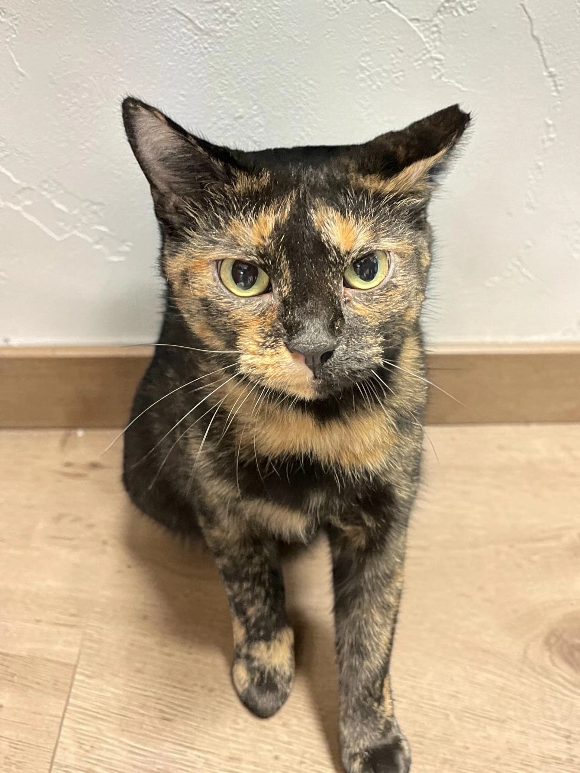 Bella
