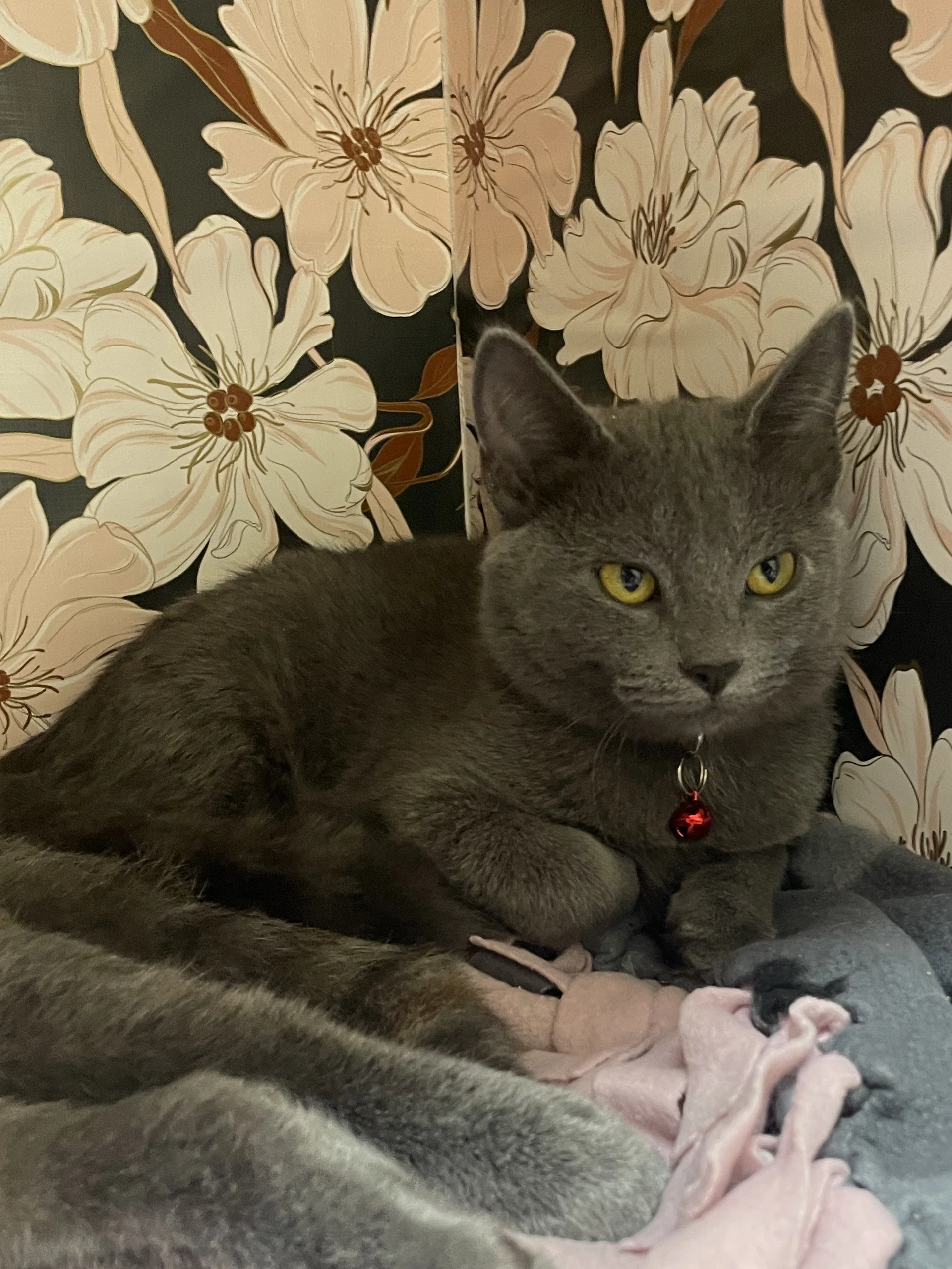 Sabrina