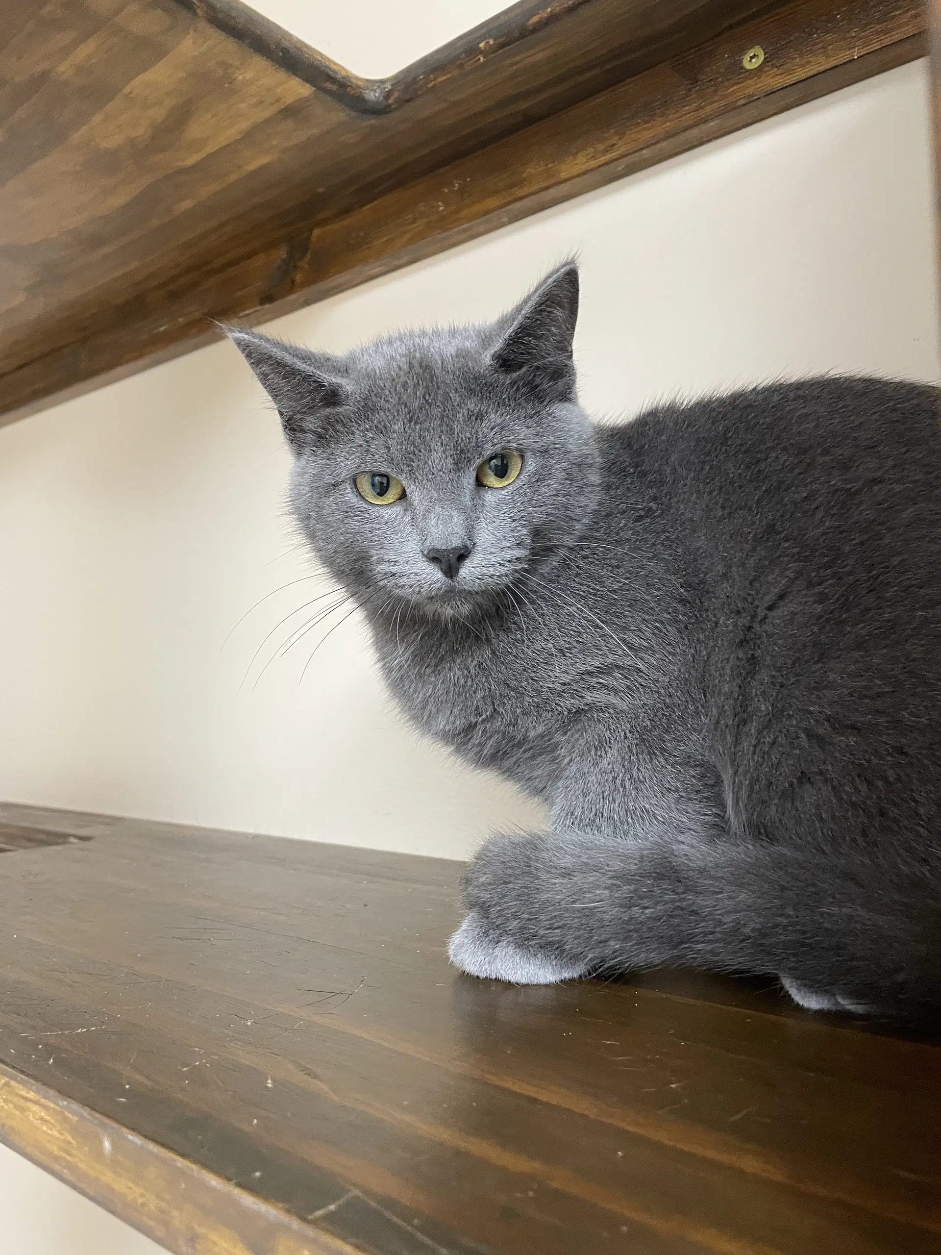 Merlin image 2