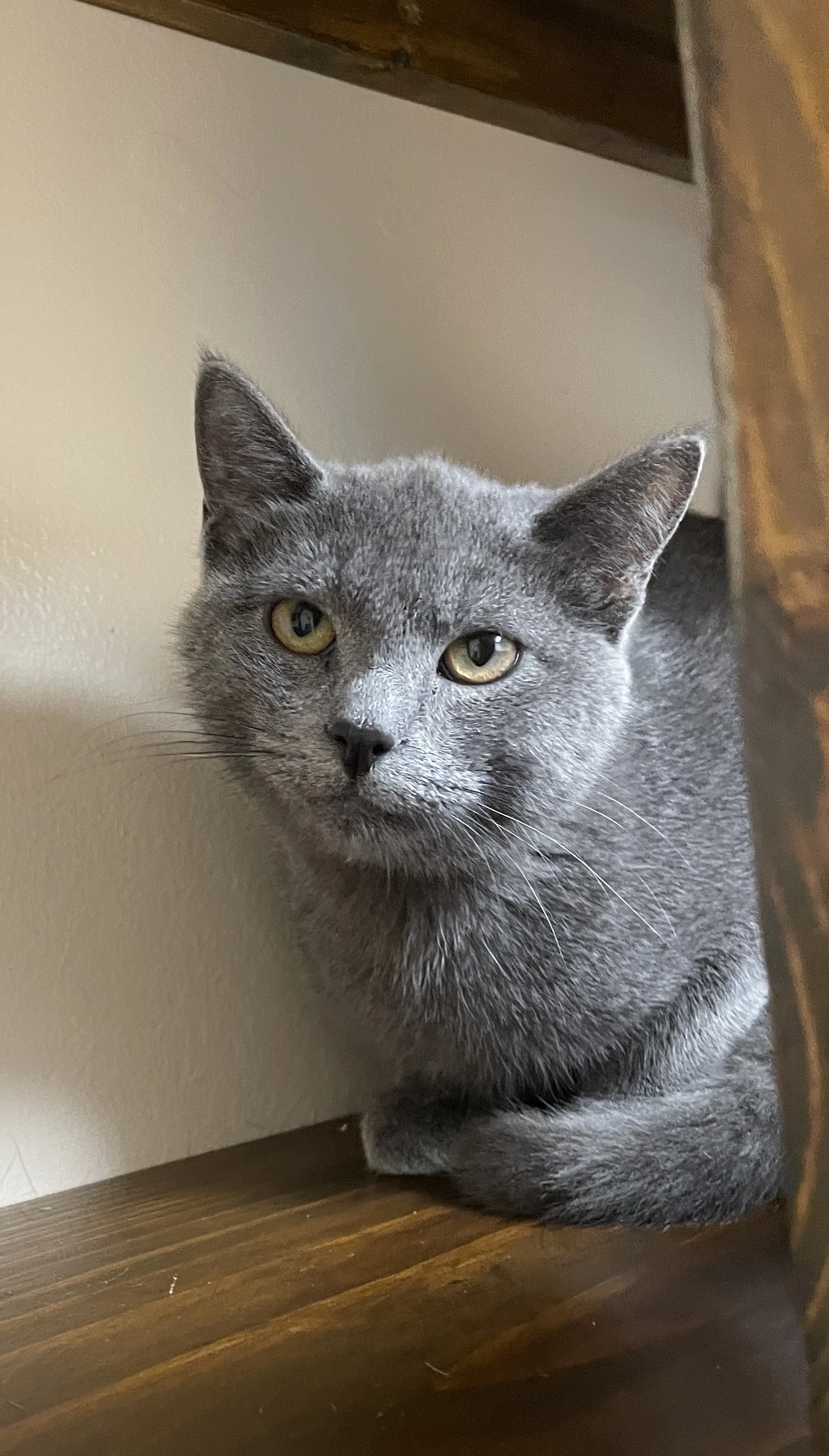 Merlin