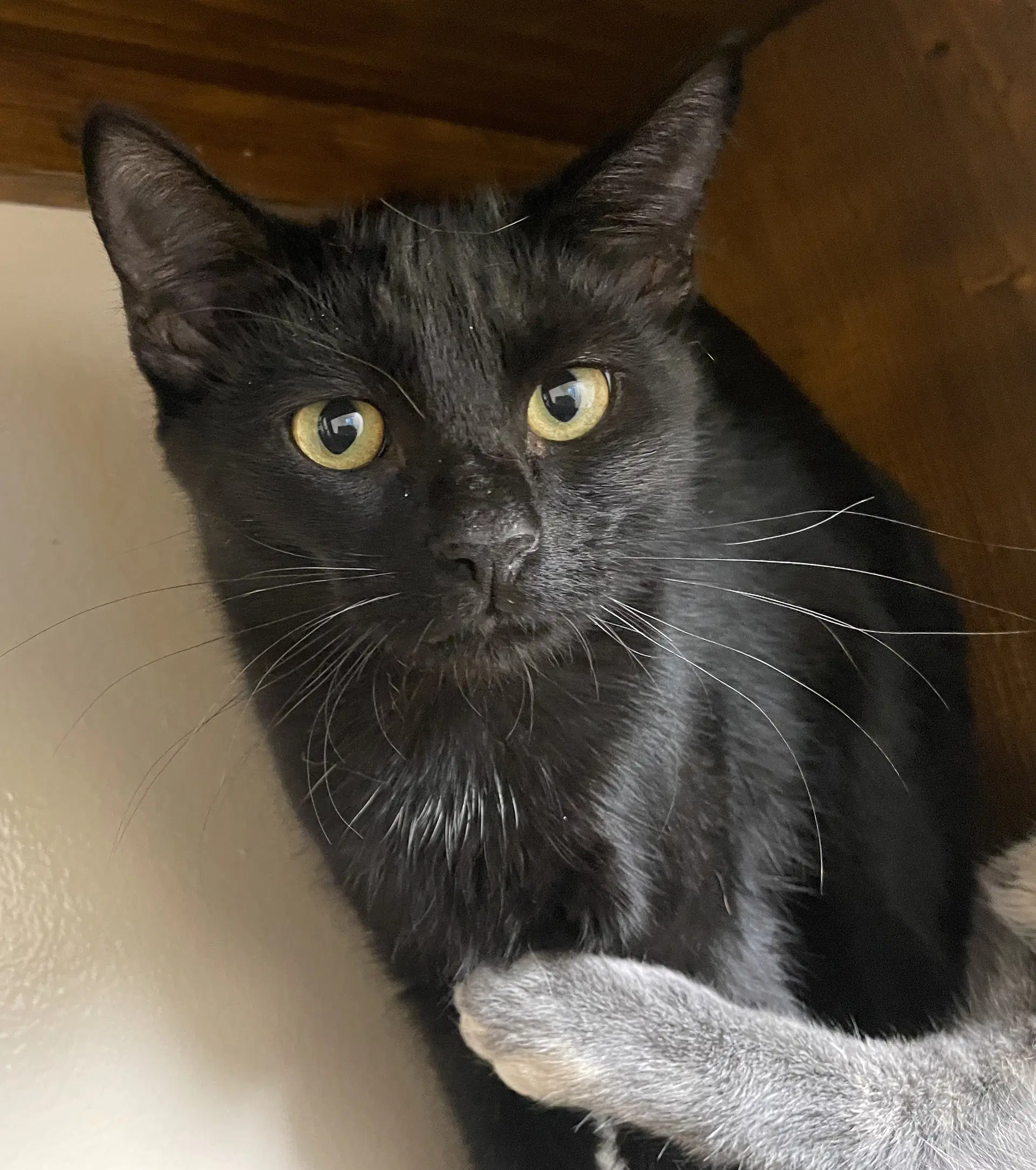 Binx - Domestic Short Hair