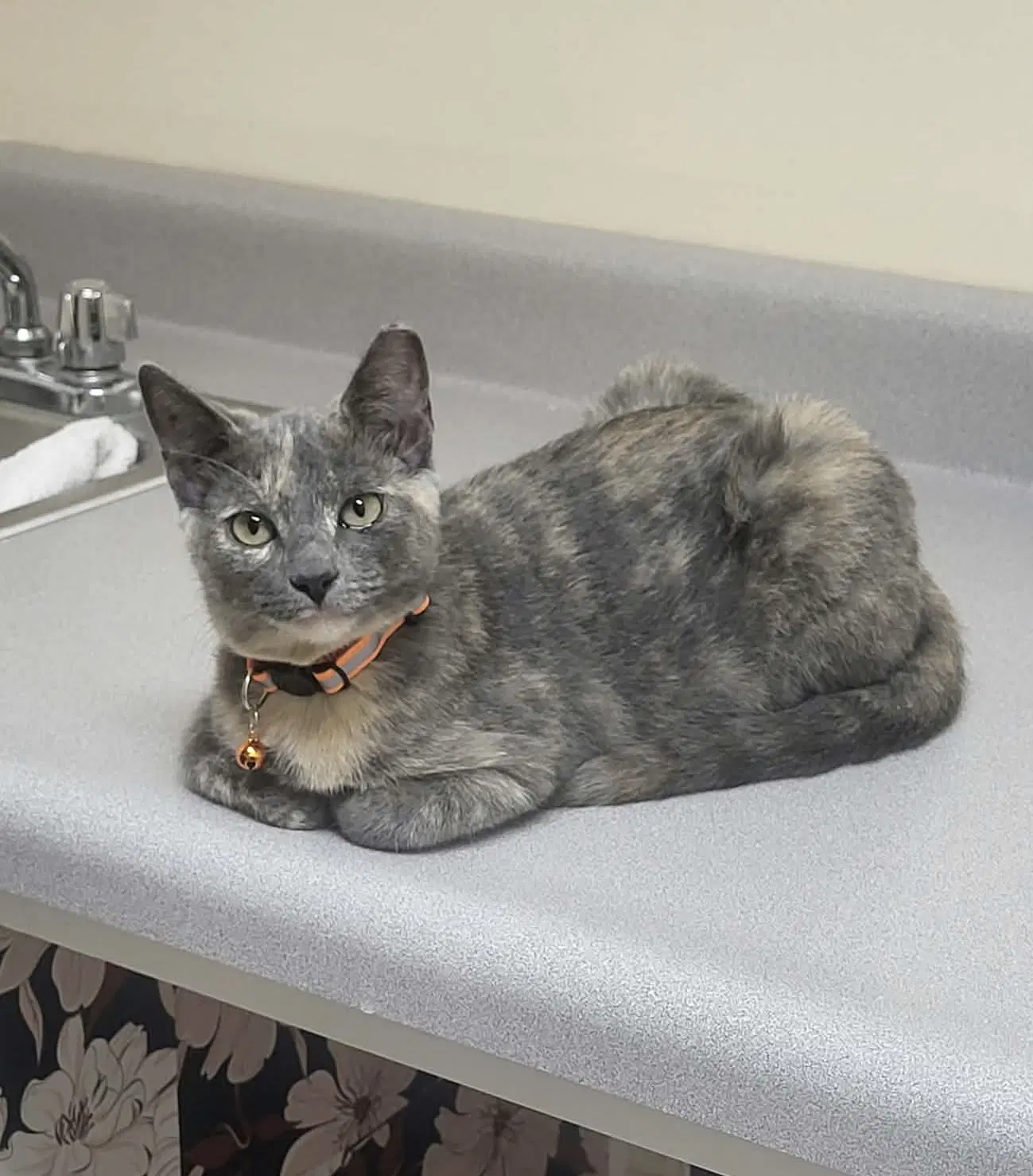 Luna - Domestic Short Hair