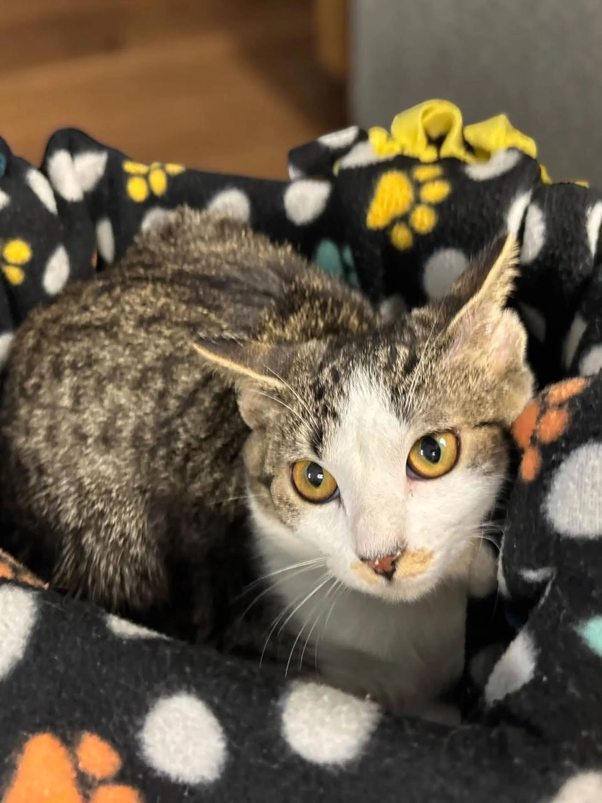 Wren - Domestic Short Hair