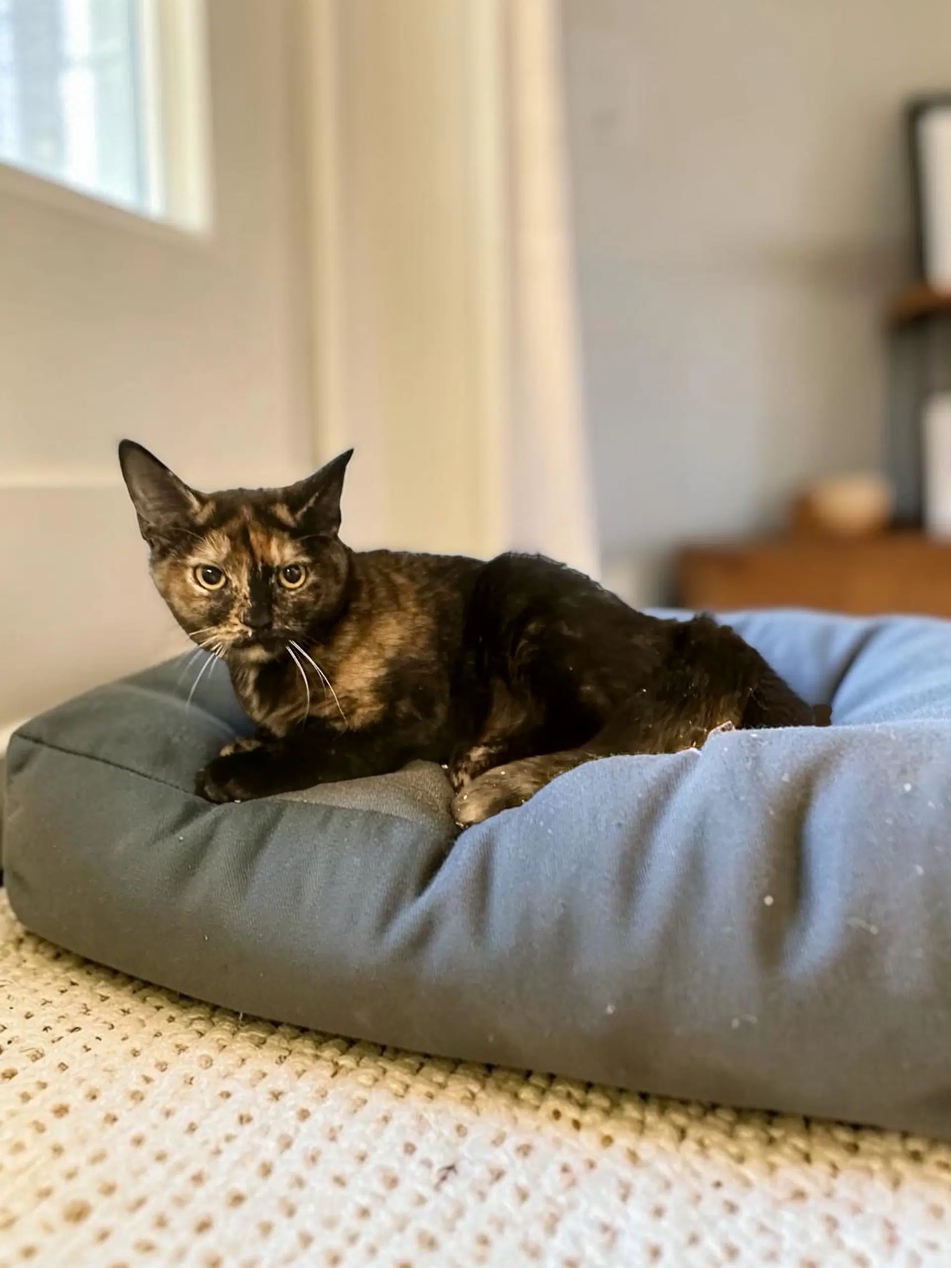 Thalia - Domestic Short Hair