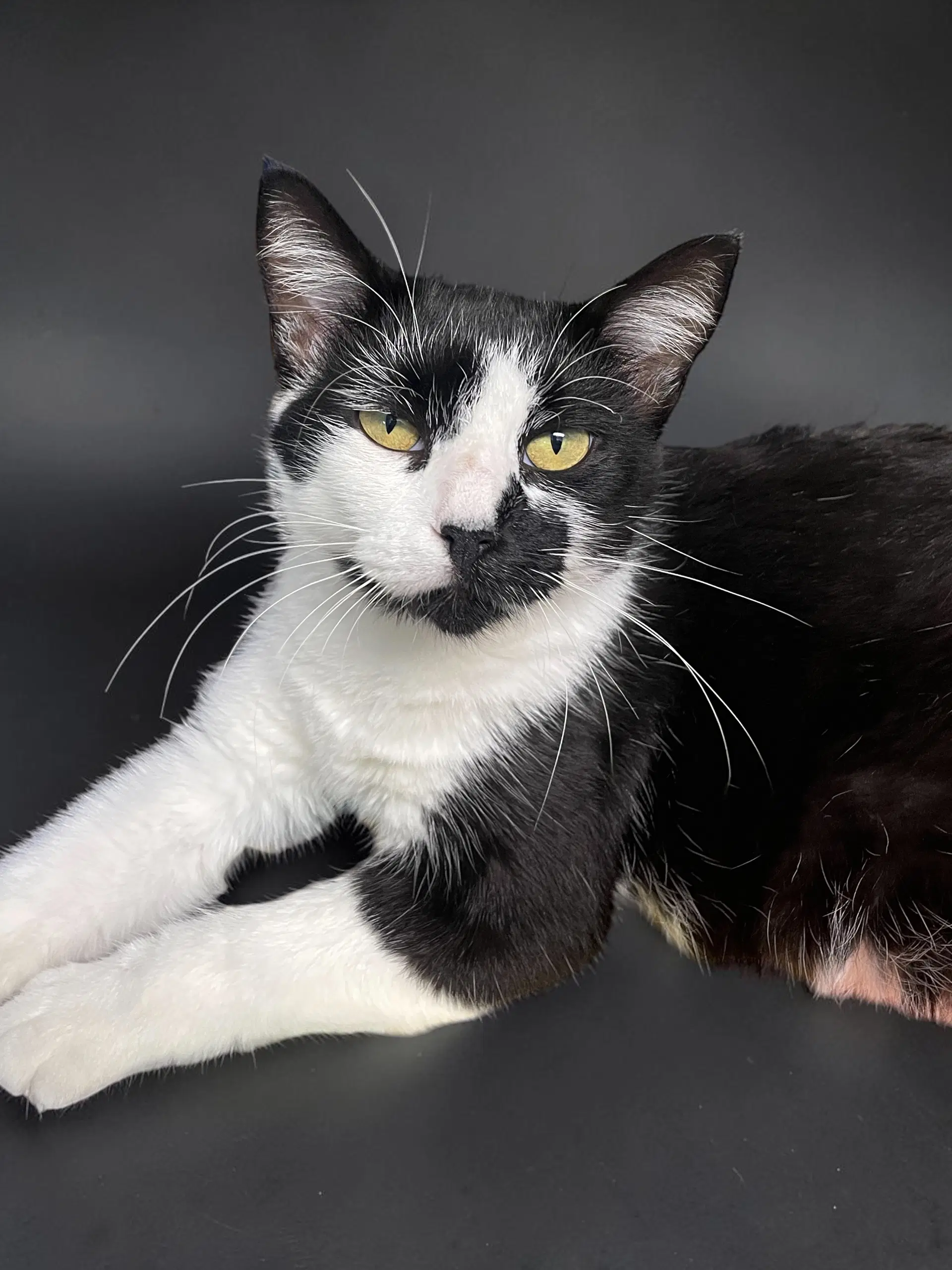 Ivy - Domestic Short Hair