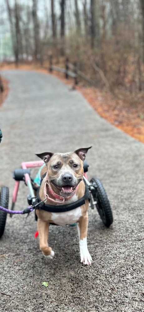 CORAL - American Pit Bull Terrier / American Staffordshire Terrier available for adoption
