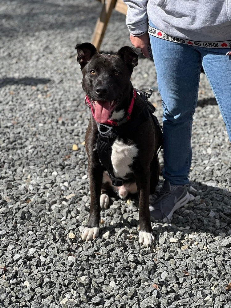 adoptable Dog in Wenonah, NJ named Chico