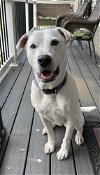 adoptable Dog in , NJ named Lady (Bear Breakfast club)