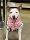 adoptable Dog in  named Donna