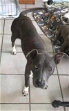 adoptable Dog in wenonah, NJ named Regina  (2024)
