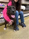 adoptable Dog in wenonah, NJ named Sierra (2)