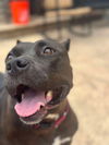 adoptable Dog in Wenonah, NJ named Sierra (2)