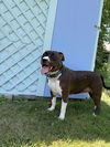 adoptable Dog in wenonah, NJ named Obi   (2024)