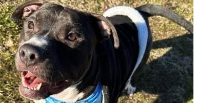 adoptable Dog in Wenonah, NJ named Obi   (2024)