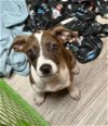 adoptable Dog in wenonah, NJ named Rani (Regina Babies 2024)