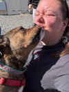 adoptable Dog in  named Shawny