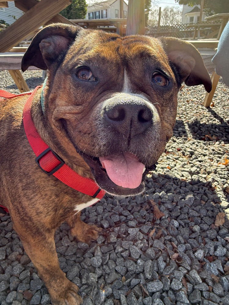 adoptable Dog in Wenonah, NJ named Shawny