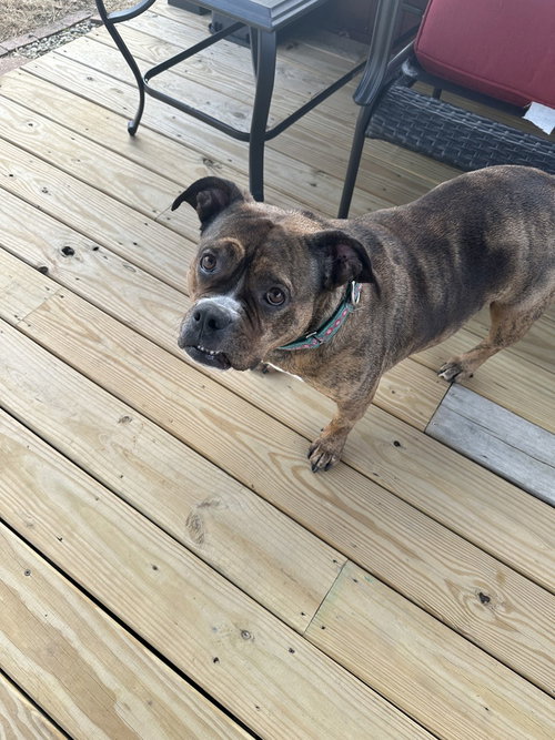 SHAWNY - Bulldog / American Pit Bull Terrier available for adoption
