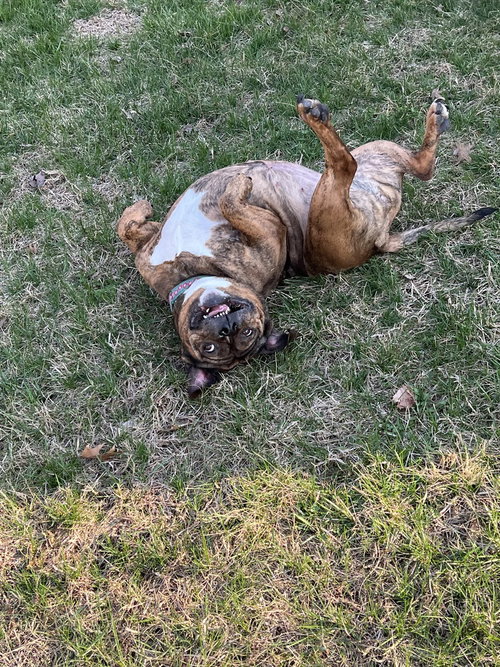 SHAWNY - Bulldog / American Pit Bull Terrier available for adoption