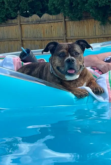Shawny - Bulldog