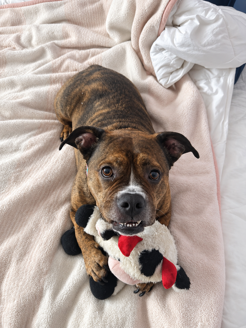 picture of the dog needing adoption