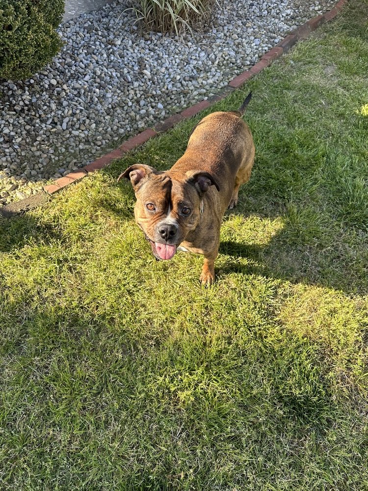 adoptable Dog in Wenonah, NJ named Shawny