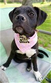 adoptable Dog in wenonah, NJ named Rose  (2024)