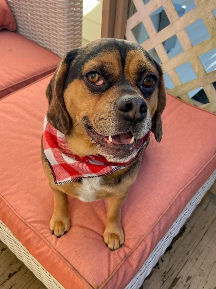 adoptable Dog in Wenonah, NJ named Kola