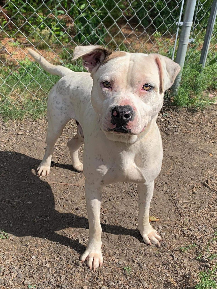 adoptable Dog in Wenonah, NJ named Ferdinand   (Snowball)