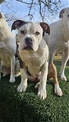 adoptable Dog in  named Oliver fka Finn    (Memphis Charm Litter)