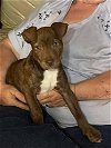 adoptable Dog in wenonah, NJ named Peanut   2024